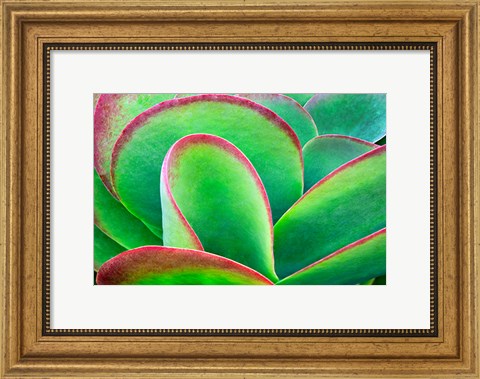 Framed Succulent V Print