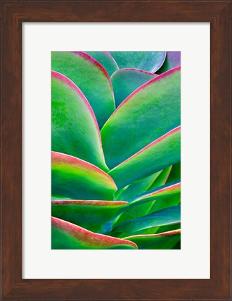 Framed Succulent VIII Print