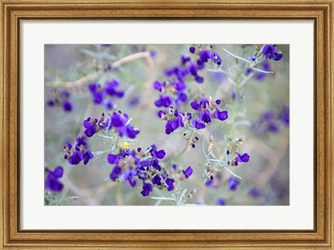 Framed Purple Flowers Print