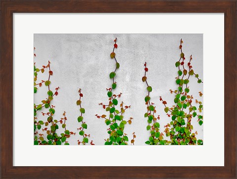 Framed Vine Print