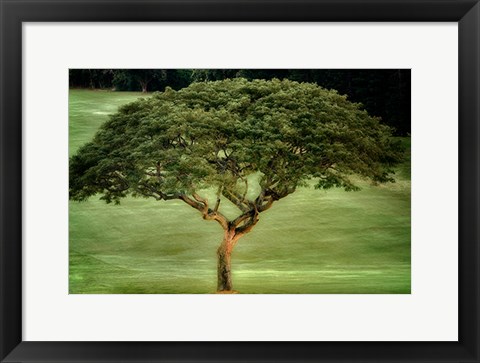 Framed Single Tree Print