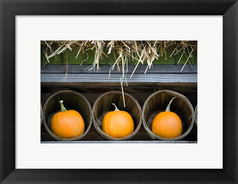 Framed Pumpkins Print