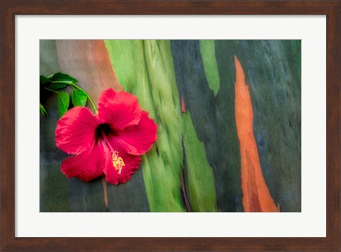 Framed Hibiscus Print