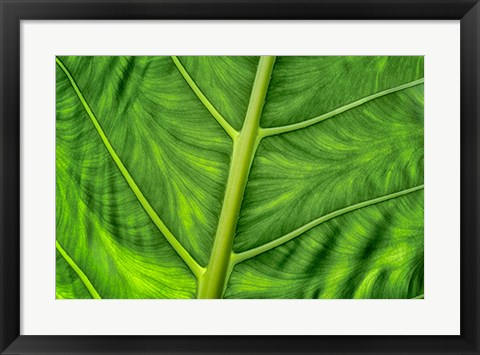 Framed Leaf Details Print