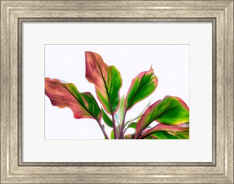 Framed Botanical Print