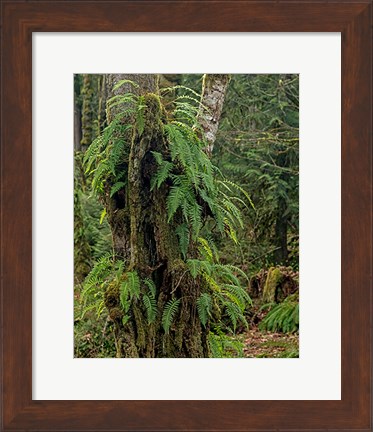 Framed Ferns - Key Peninsula Print