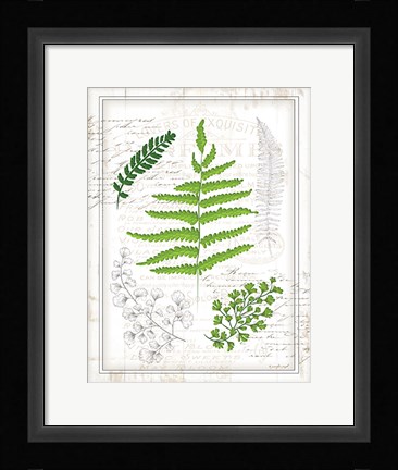 Framed Ferns I Print