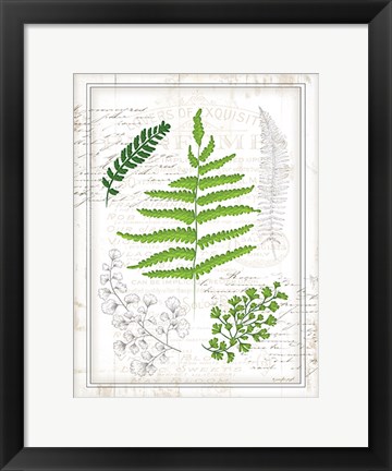 Framed Ferns I Print