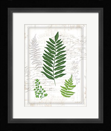 Framed Ferns II Print