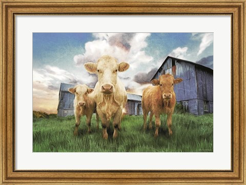 Framed Three Curious Calves Print
