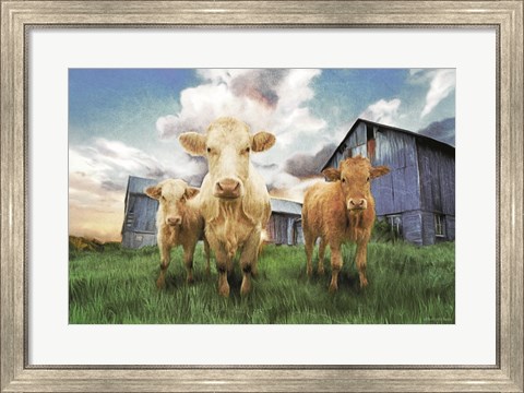 Framed Three Curious Calves Print