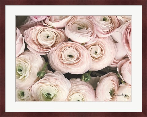 Framed Soft Pink Ranunculus Print