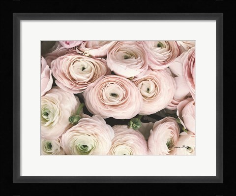 Framed Soft Pink Ranunculus Print
