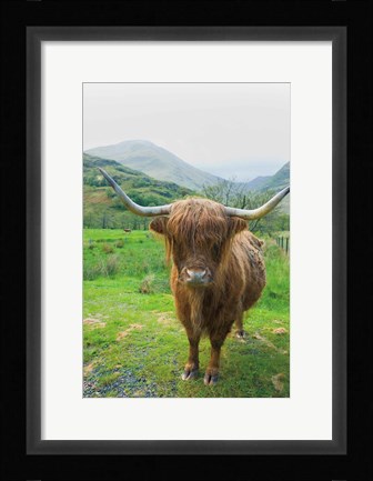 Framed Scottish Highland Cattle VI Print