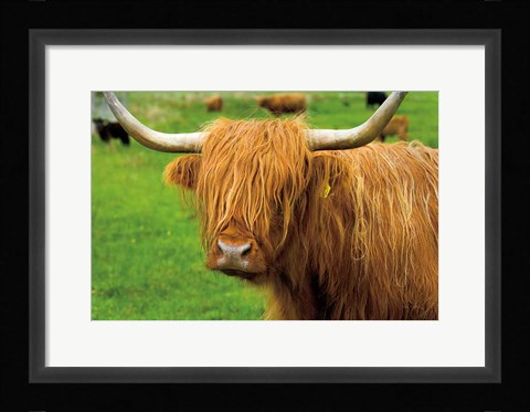 Framed Scottish Highland Cattle I Print