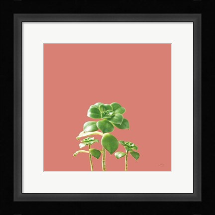 Framed Succulent Simplicity IX Coral Print