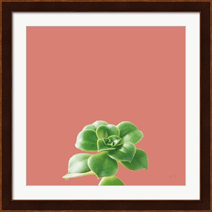 Framed Succulent Simplicity VII Coral Print