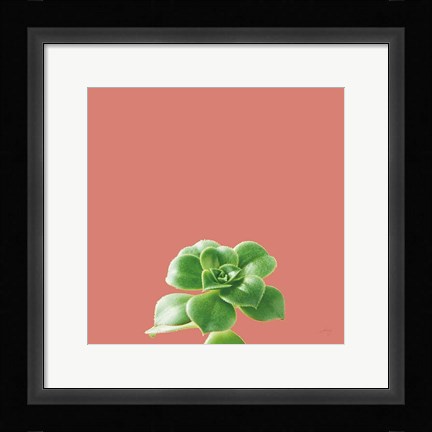 Framed Succulent Simplicity VII Coral Print