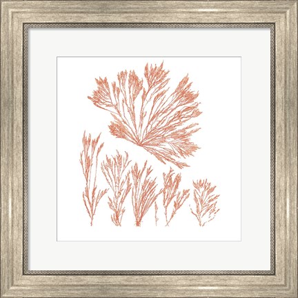 Framed Pacific Sea Mosses XXI Red Sq Print