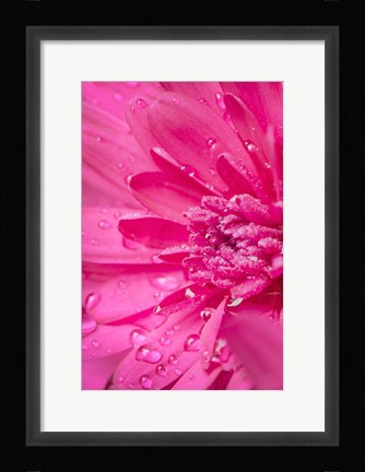 Framed Pink Mum 2 Print