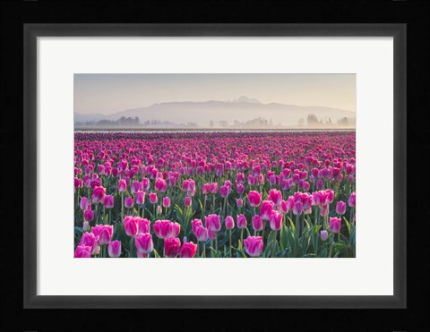 Framed Sunrise Over The Skagit Valley Tulip Fields, Washington State Print