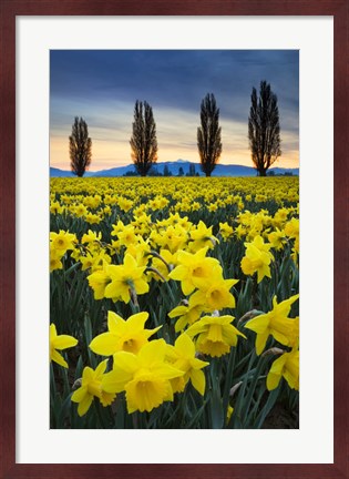 Framed Fields Of Yellow Daffodils In Late March, Skagit Valley, Washington State Print