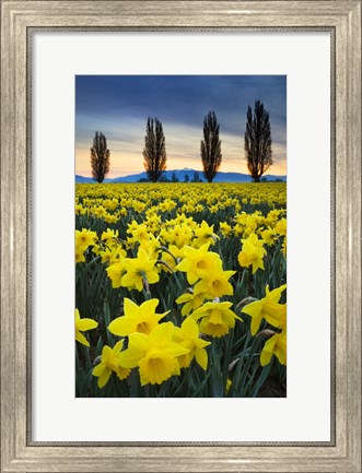 Framed Fields Of Yellow Daffodils In Late March, Skagit Valley, Washington State Print