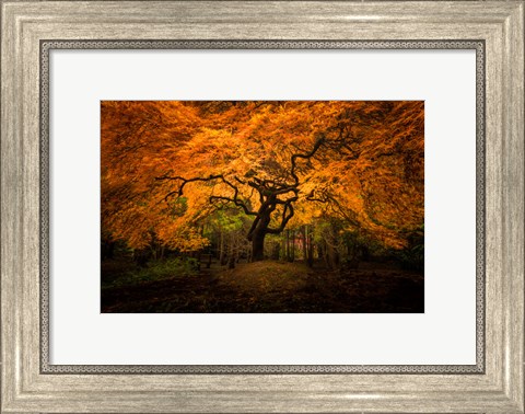 Framed Japanese Maple In Kubota Gardens Park Print