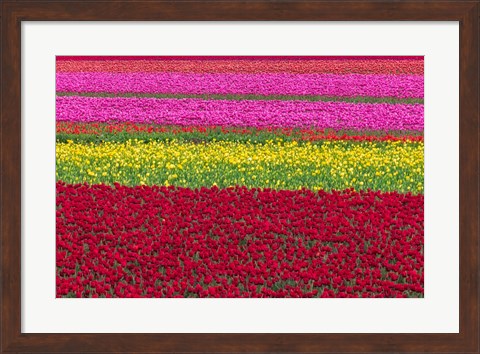 Framed Row Patterns Of Tulips Print