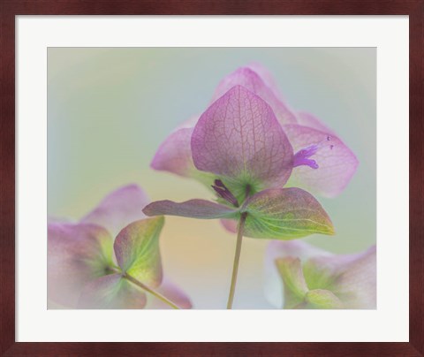 Framed Ornamental Oregano Flower Close-Up Print