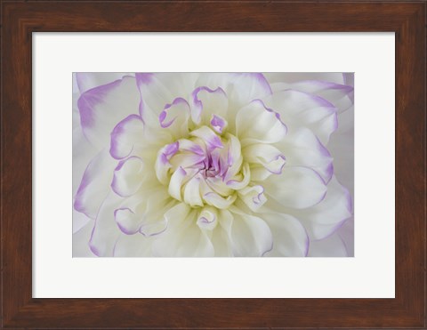 Framed Dahlia Blossom Close-Up Print