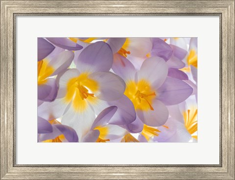 Framed Spring Crocus Flowers Close-Up Print