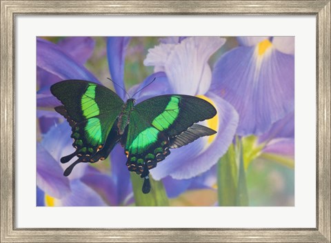 Framed Green Swallowtail Butterfly, Papilio Palinurus Daedalus, In Reflection With Dutch Iris Print