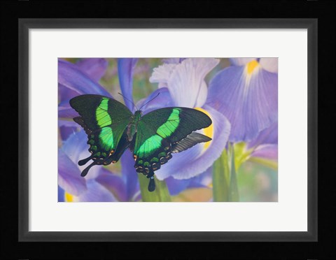 Framed Green Swallowtail Butterfly, Papilio Palinurus Daedalus, In Reflection With Dutch Iris Print