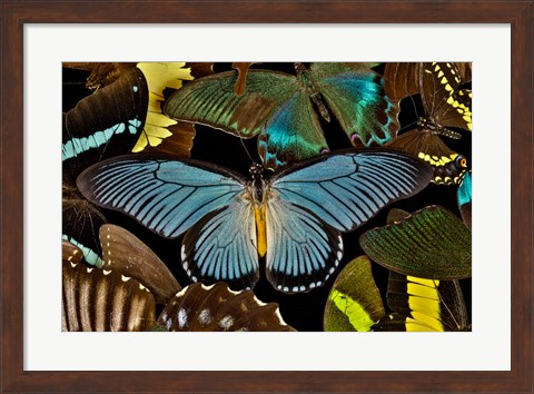 Framed Butterflies Grouped Together To Make Pattern With African Blue Print