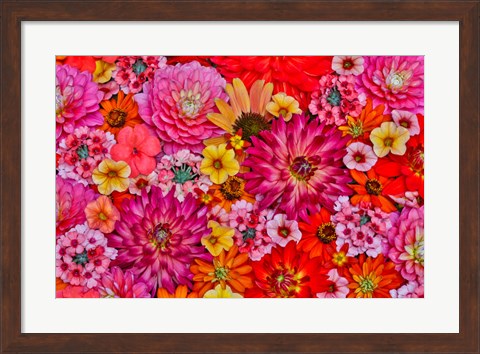 Framed Flower Pattern With Large Group Of Flowers, Sammamish, Washington State Print