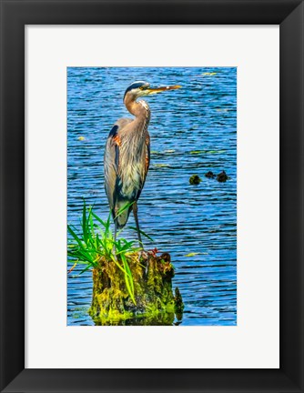 Framed Great Blue Heron, Juanita Bay Park, Kirkland, Washington State Print