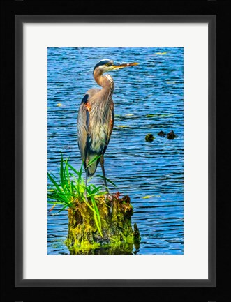 Framed Great Blue Heron, Juanita Bay Park, Kirkland, Washington State Print