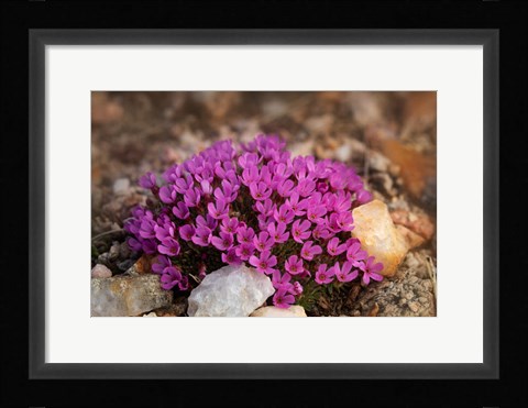 Framed Wyoming, Beartooth Mountains Moss Campion Wildflower Close-Up Print
