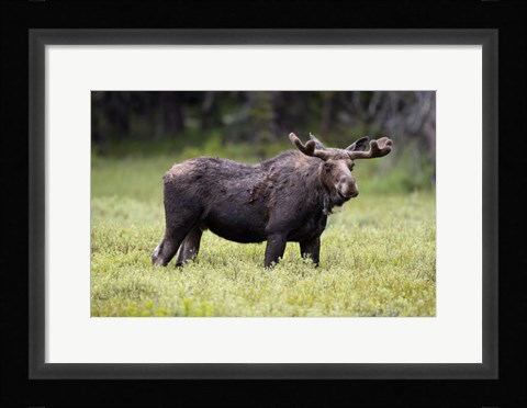 Framed Wyoming, Yellowstone National Park Bull Moose With Velvet Antlers Print
