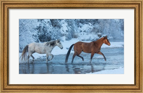 Framed Horses Crossing Shell Creek In Winter, Wyoming Print