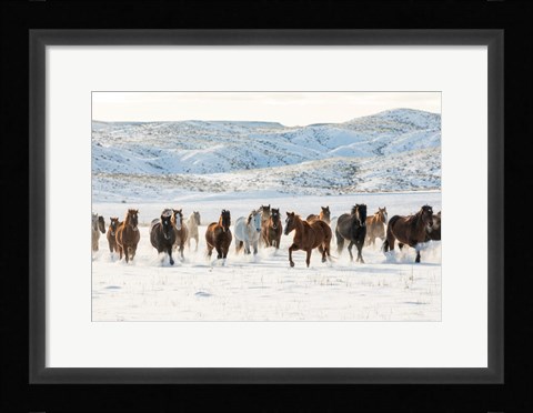 Framed Herd Of Horses Running In Snow Print