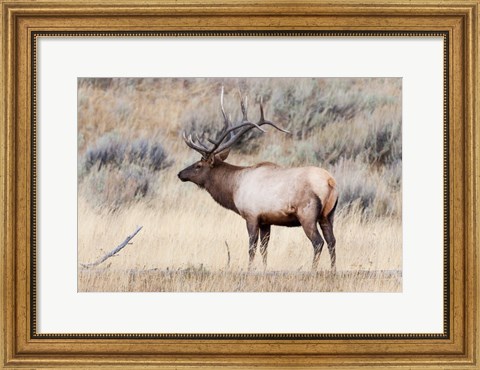 Framed Portrait Of A Bull Elk With A Large Rack Print