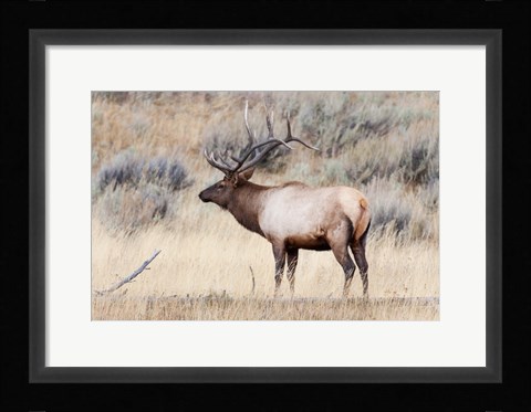 Framed Portrait Of A Bull Elk With A Large Rack Print