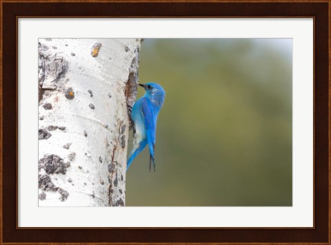 Framed Male Mountain Bluebird Perching At Its Nest Hole Print