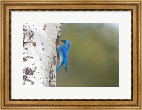 Framed Male Mountain Bluebird Perching At Its Nest Hole Print