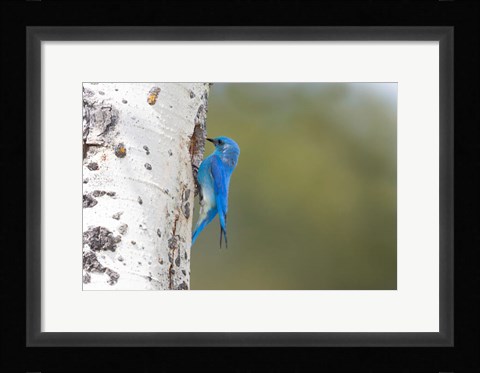 Framed Male Mountain Bluebird Perching At Its Nest Hole Print