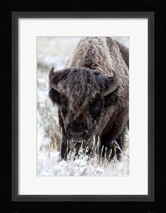 Framed Portrait Of A Frost Covered American Bison Print