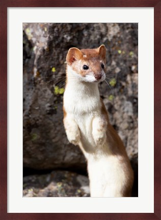 Framed Portrait Of A Long-Tailed Weasel Print