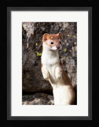 Framed Portrait Of A Long-Tailed Weasel Print
